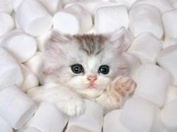 User Profile: Fionnacakes4