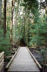 Profile: marvelousforest