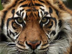 User Profile: Tiger2279