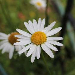 User Profile: Maerchenerzaehlerin