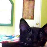 Profile: Juncat