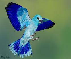 User Profile: MagicBirdie