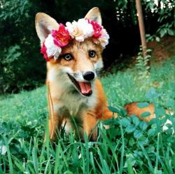 User Profile: AutumnFox