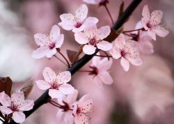 User Profile: PeaceForYou