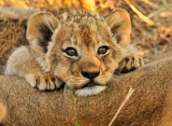 User Profile: CheerfulLion