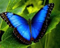 Profile: butterflykisses27