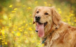 User Profile: LoyalRetriever