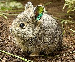 Profile: paperbunni