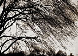 Profile: TheWeepingWillow