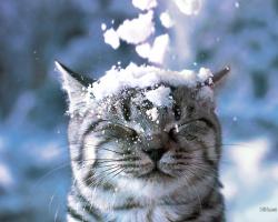User Profile: PolarCat