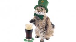 User Profile: Irishcat