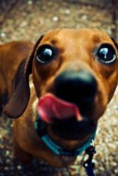User Profile: DaringDachshund