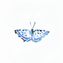 Profile: ButterflysReflief