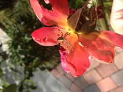 User Profile: peacefulMoment66