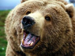 User Profile: UnBEARable2015