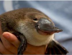 User Profile: HappyPlatypus