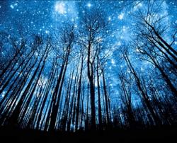 User Profile: NightForest