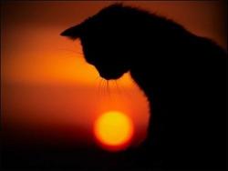 Profile: dreamingCat7474