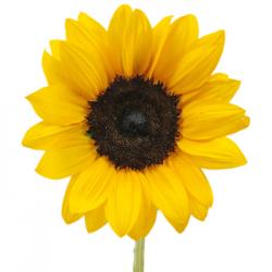 User Profile: TheWriter