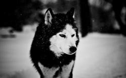 User Profile: MagnificentRaven95