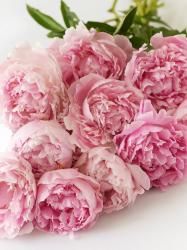 Profile: PrettyPeonies