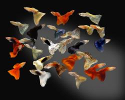 User Profile: CrystalFriend
