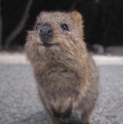 User Profile: Quokka