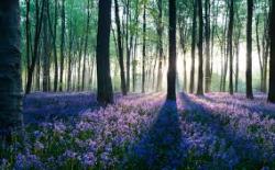 User Profile: faithfulForest26