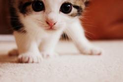User Profile: Comfortingbubbles