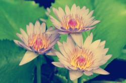 User Profile: Lotusflowers