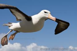 Profile: FriendlySeagull