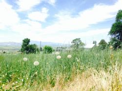 User Profile: dandelionwish