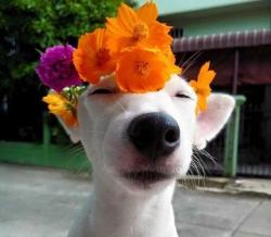 Profile: flowerinagun