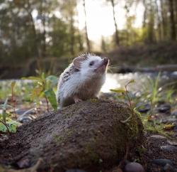 User Profile: RisingHedgehog