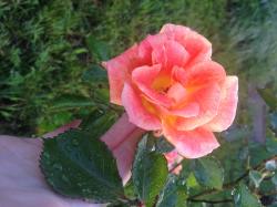User Profile: caringRose38