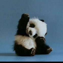 User Profile: bigPanda91