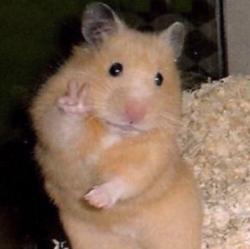 User Profile: Isabel101xx