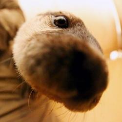 Profile: buttermilk