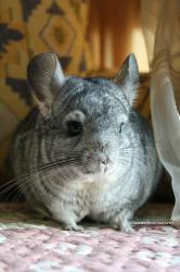 Profile: ChinchillaMonster