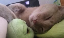 User Profile: blissfulTurtle