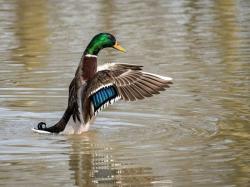 User Profile: Mallard92