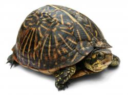 Profile: RedTurtle64