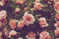 User Profile: pocketfullosunshine