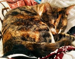 User Profile: JosieKat