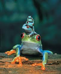 Profile: Tinygreentreefrog1234