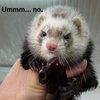 Profile: ThatWeasel