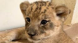 User Profile: Catsoulhelper