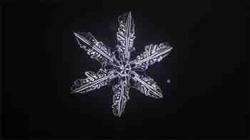 User Profile: PeppermintSnowflake