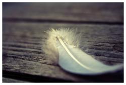 User Profile: Featherlite