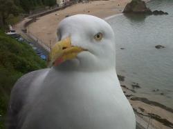 User Profile: FredSeagull321